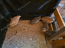 Japanese/ Coturnix Quail for Sale
