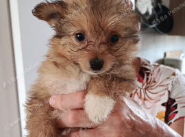 Chinese Crested Powder Puff &times; Pomeranian Puppies &ndash; 10 Weeks | 4 Boys & 1 Girl | &pound;400