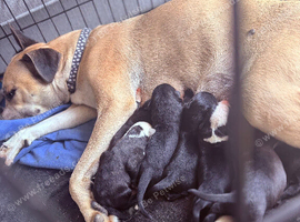 Mixed breed pups
