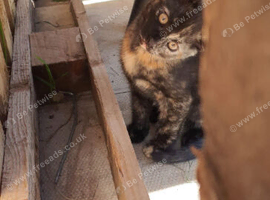 Kittens ready now