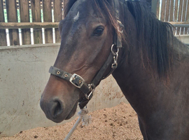 Registered geldings