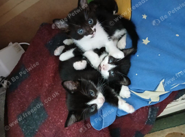 5 beautiful kittens for sale 4 girls 2 boys