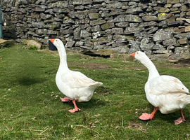 2 Embdens geese (breeding pair)