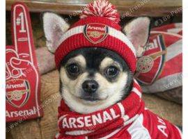 Small chihuahua