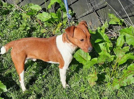Plummer terrier