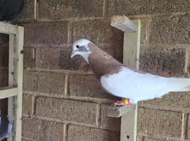 25 pigeons together &pound;200
