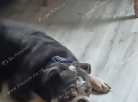 Female english bulldog