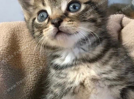 Tabby kitten