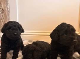 F1b cockapoos