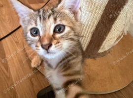 Reasy for her new home Norwegian forest cat x bengal
