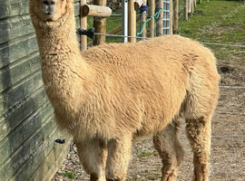 Two bas register proven male aloacas