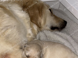 Golden doodles for sale