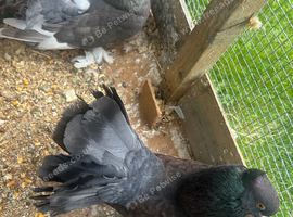 Fantails for sale