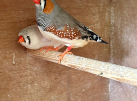 Zebra finches for sale