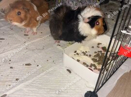 2 guinea pigs males around 1 1/2- 2years old