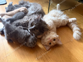 Adorable 5-Week-Old Kittens Ready for a Loving Home!