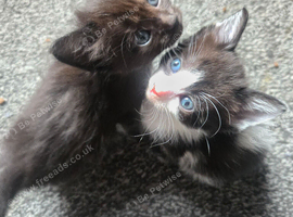 Stunning litter of six girls and one girl ready to reserve!!
