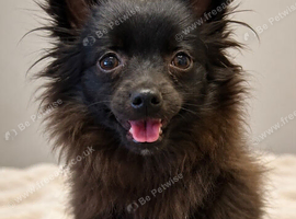 Gorgeous Little Pom-Chi-Mix Girl Puppy 6 months