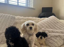Two adorable Maltipoo puppies for new homes