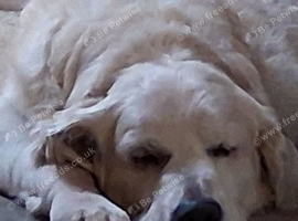 Wanted 7/8 yr old Cream / Golden Retriever
