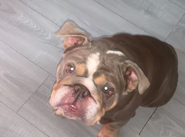 Female English bulldog for sale