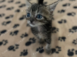 8 week old kittens for sale