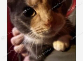2year old cat