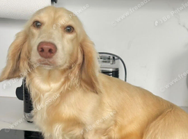 Falcor