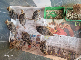 Quails