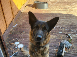 German Sheperd For Sale