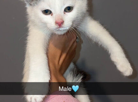 4 kittens