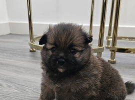 Pomeranian puppies