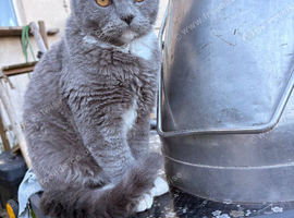 Beautiful thick coat cat