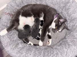 Bsh mix kittens