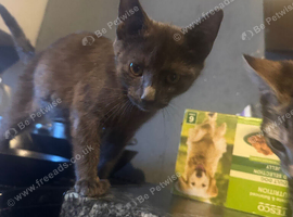 Two kittens
