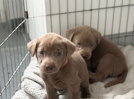 3 left Stunning Silver Labrador Pups