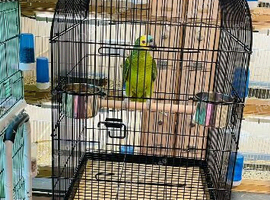 Male blue front Amazon