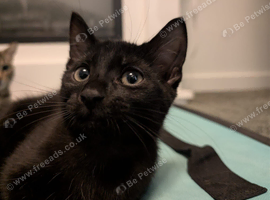 Beautiful Black Male Kitten - Sweet, Playful & Affectionate