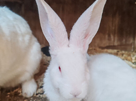 Rare new Zealand male rabbit