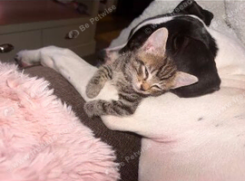 Kittens