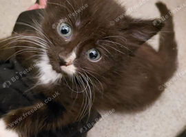 Lovely friendly kittens ready
