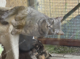Kittens for sale