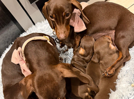 Chocolate and tan female