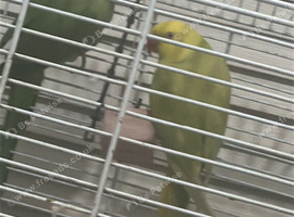 Pair of indan ringnick