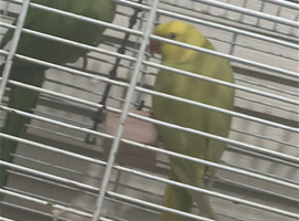Will like to change for Africa gray parrot or any big parrot