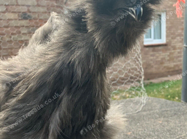 Sexed silkie females