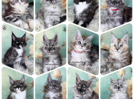 TICA registered Maine coon kittens