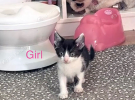 2 kittens remaining