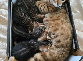Mixed bengal club
