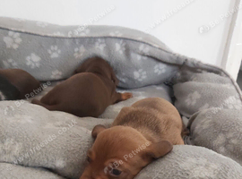 miniature dachshund puppies